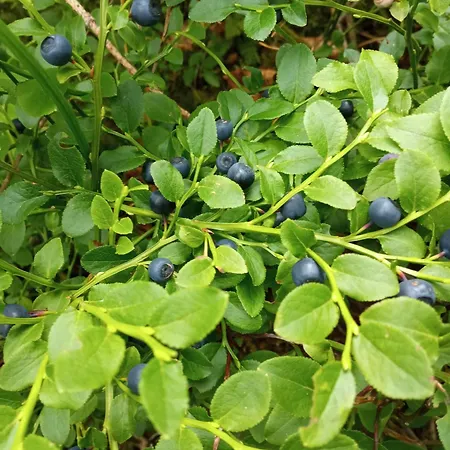 на березові Krivorovnya