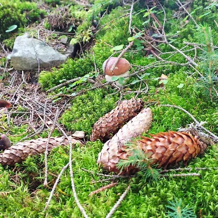 Holiday home на березові