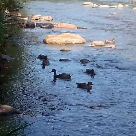 на березові