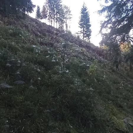 на березові Holiday home Krivorovnya