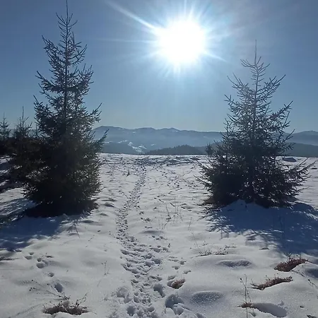 на березові