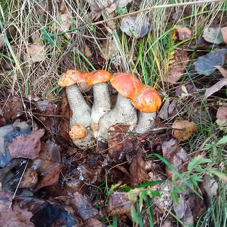 на березові *