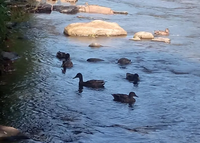 на березові