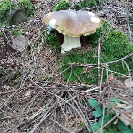 Дом отдыха на березові